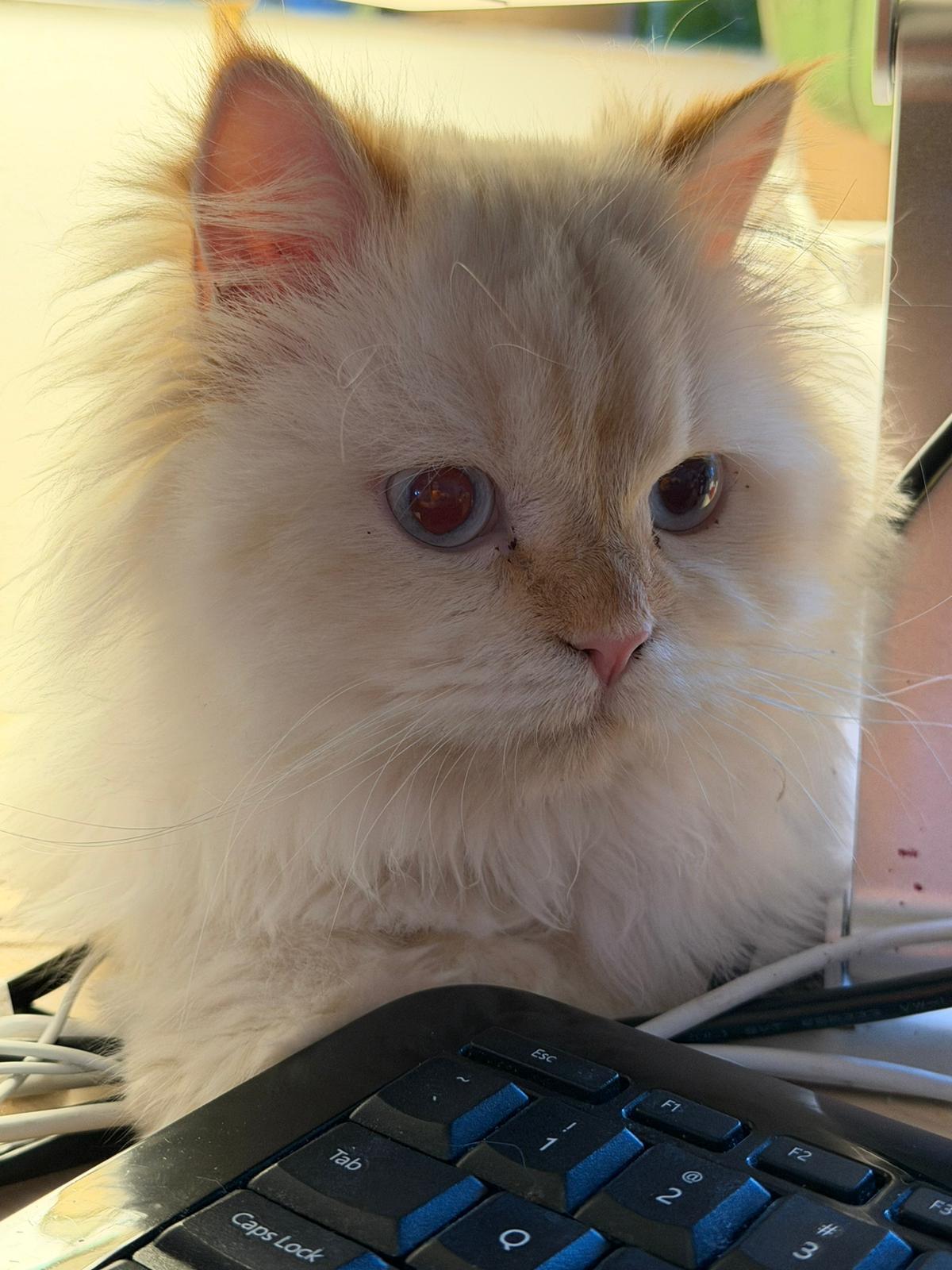 Enlarge Pasha, an adopted Ragdoll in Newmarket, ON image 4/6