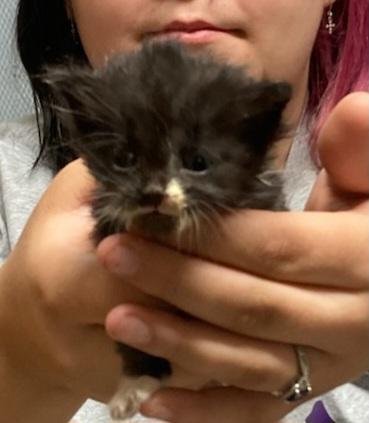 Kingston, adopted, Kitten Male Domestic Short Hair.