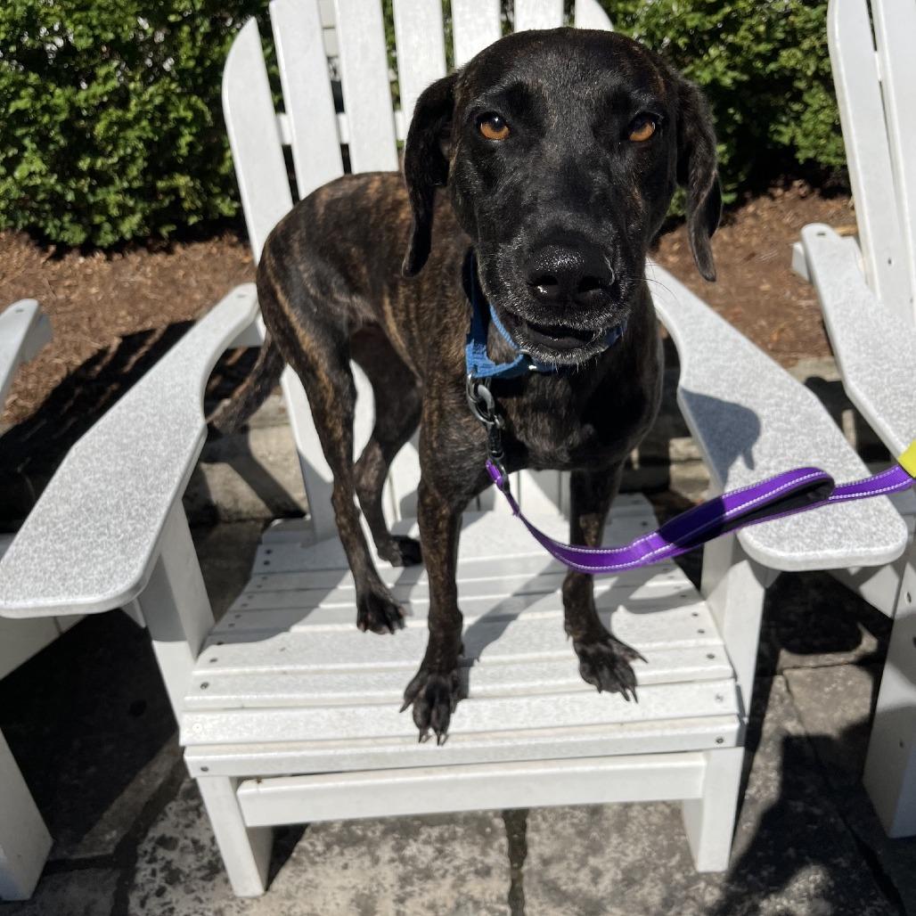 Julia, Adoptable, Young Female Whippet & Labrador Retriever.