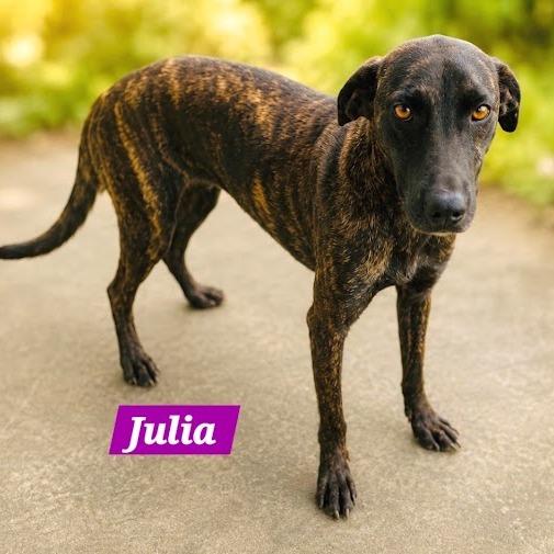 Enlarge Julia, a Adoptable mixed breed in South Elgin, IL image 3/6
