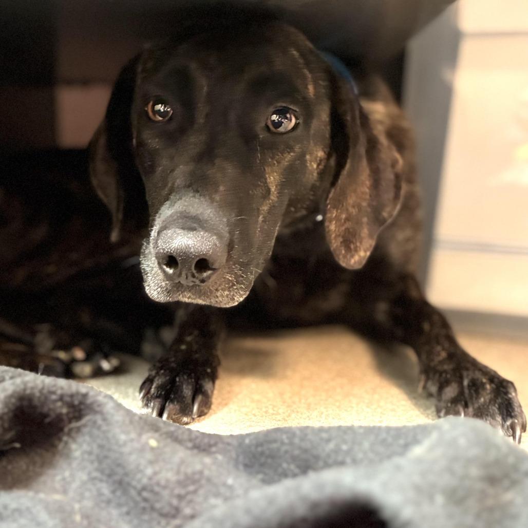 Enlarge Julia, a Adoptable mixed breed in South Elgin, IL image 5/6