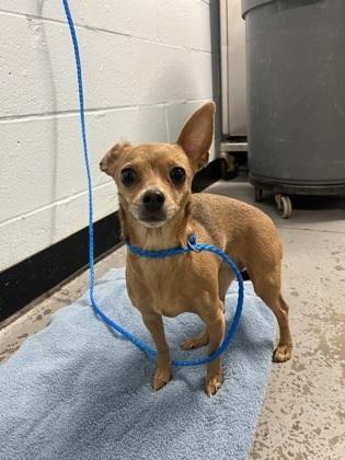 Enlarge Bambi, a Adoptable mixed breed in Roseville, CA image 1/2