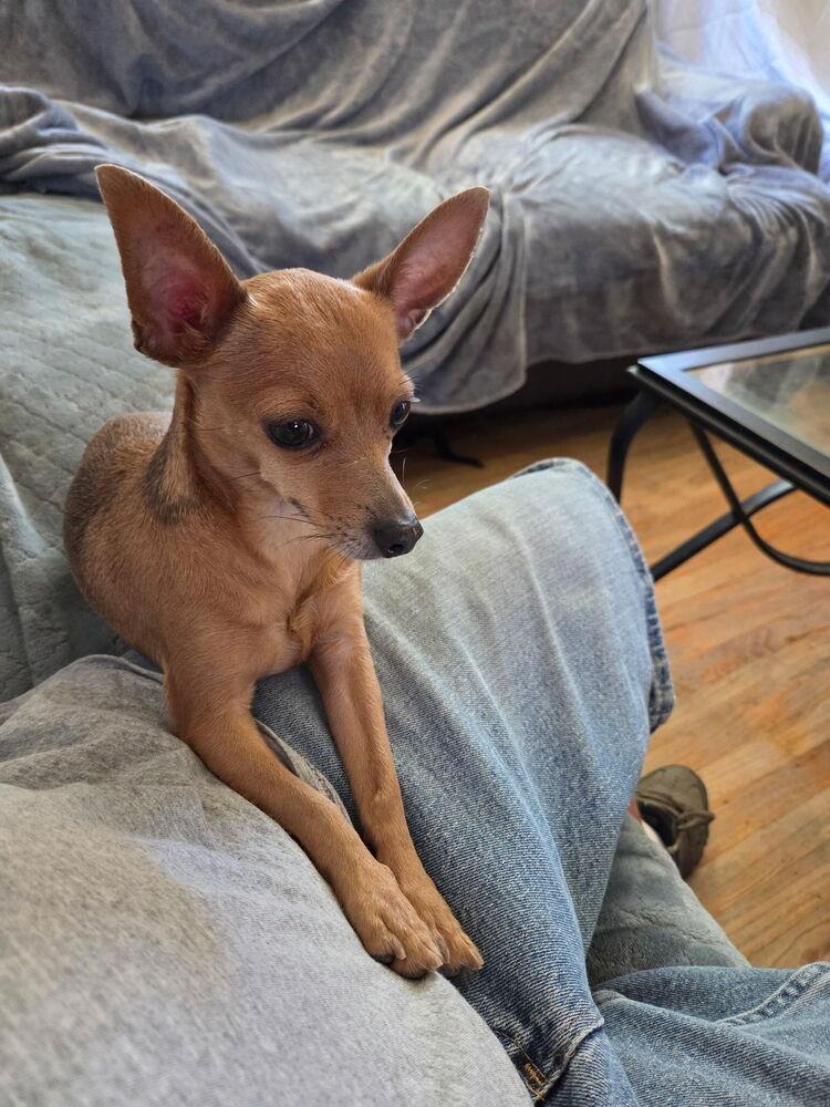 Enlarge Bambi, a Adoptable mixed breed in Roseville, CA image 2/2