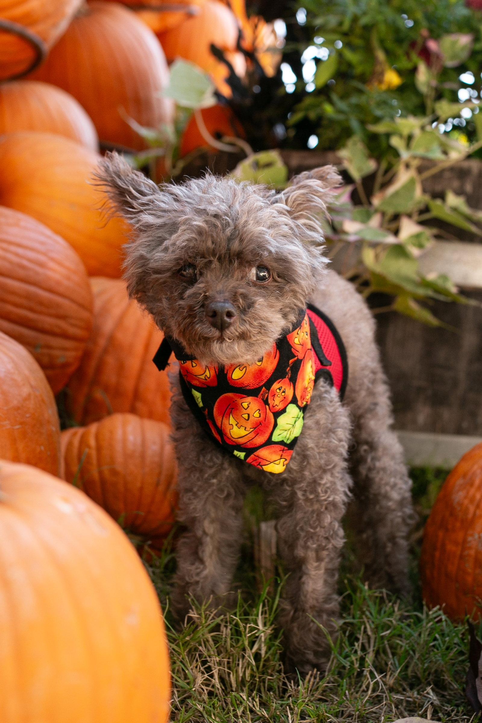 Kiwi [COMING SOON}, Adoptable, Senior Female Poodle & Schnauzer.