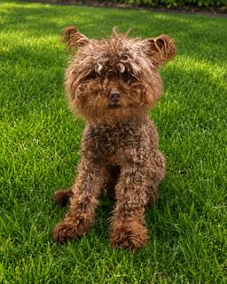 Kiwi [COMING SOON}, Adoptable, Senior Female Poodle & Schnauzer.