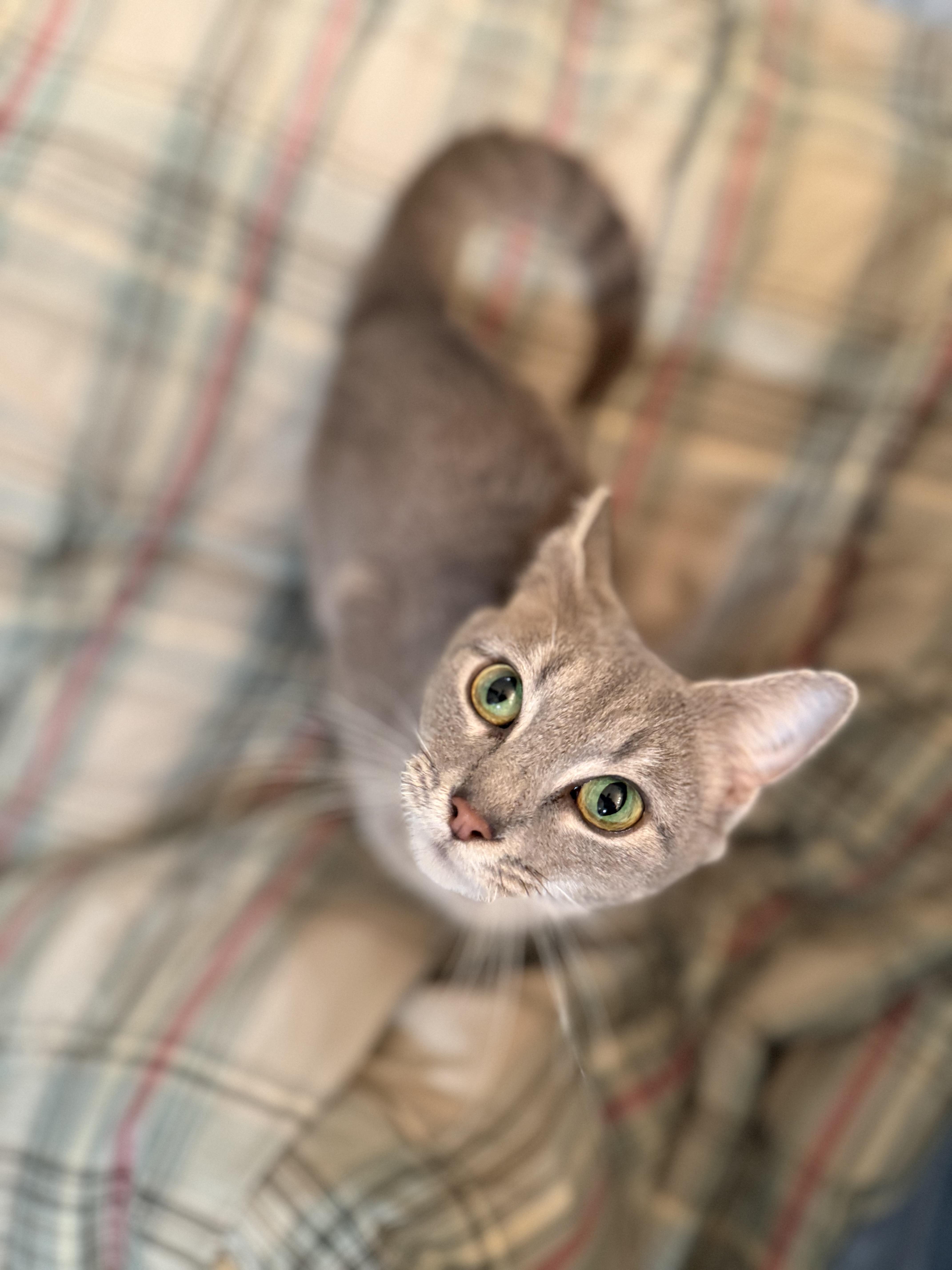 Enlarge Mittens, a ADOPTABLE American Shorthair in Hickory, NC image 1/4