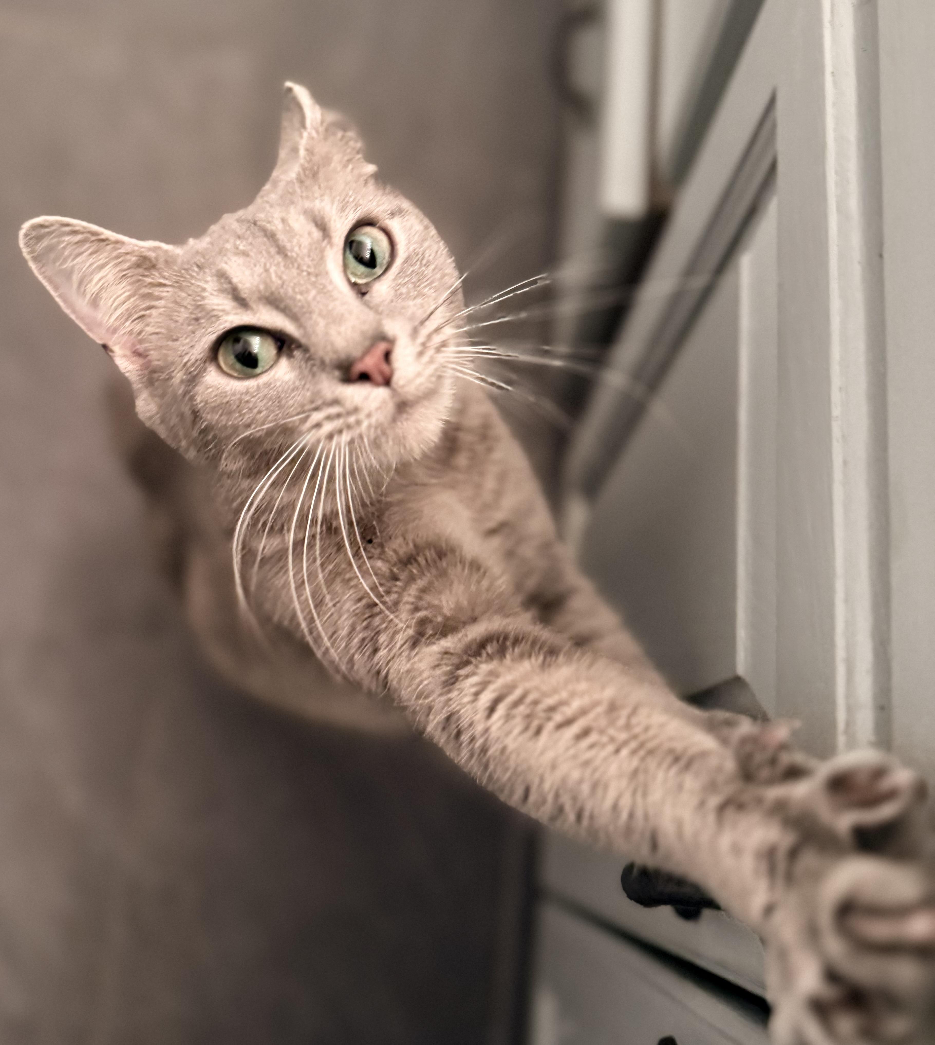 Mittens, ADOPTABLE, Adult Female American Shorthair.