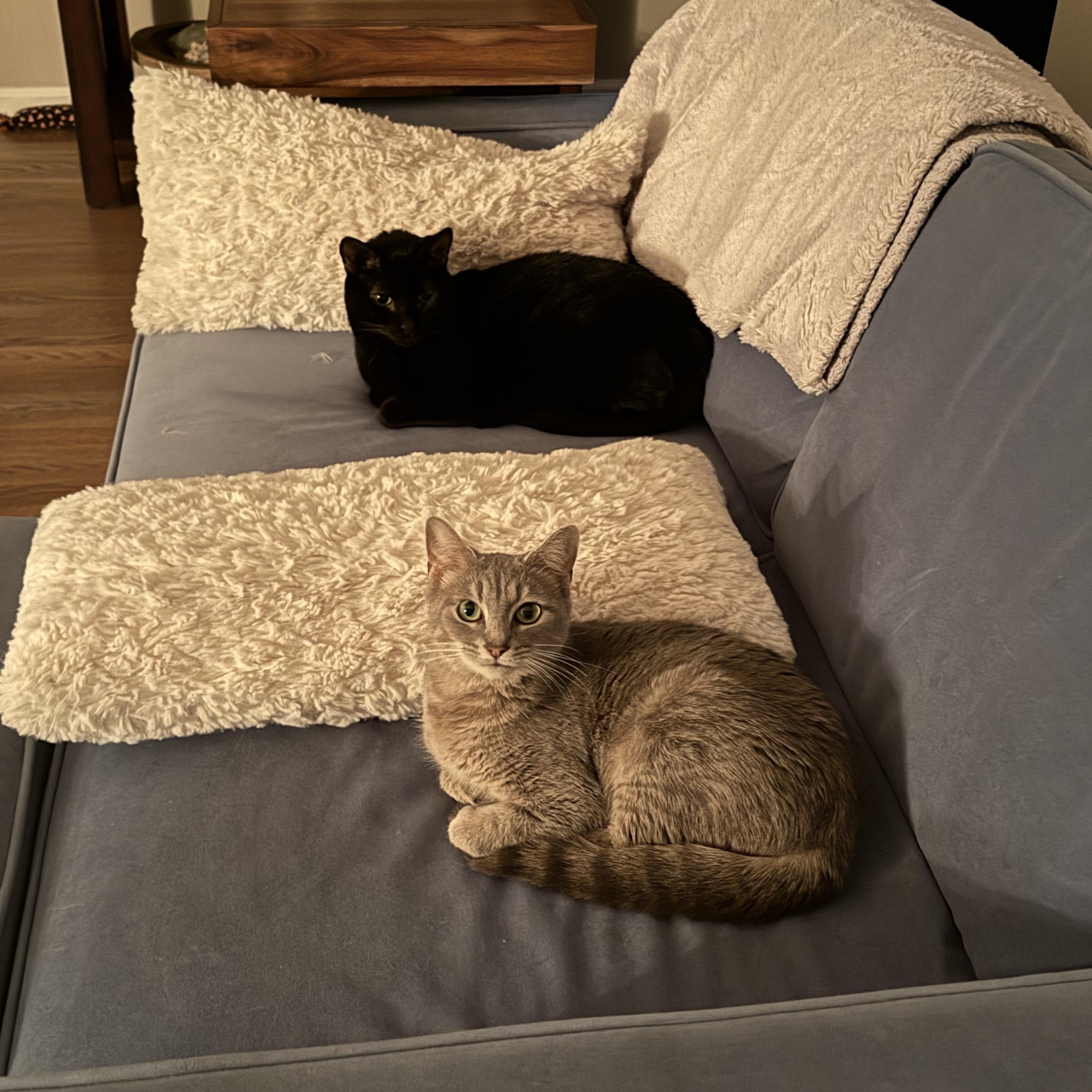 Enlarge Mittens, a ADOPTABLE American Shorthair in Hickory, NC image 3/4