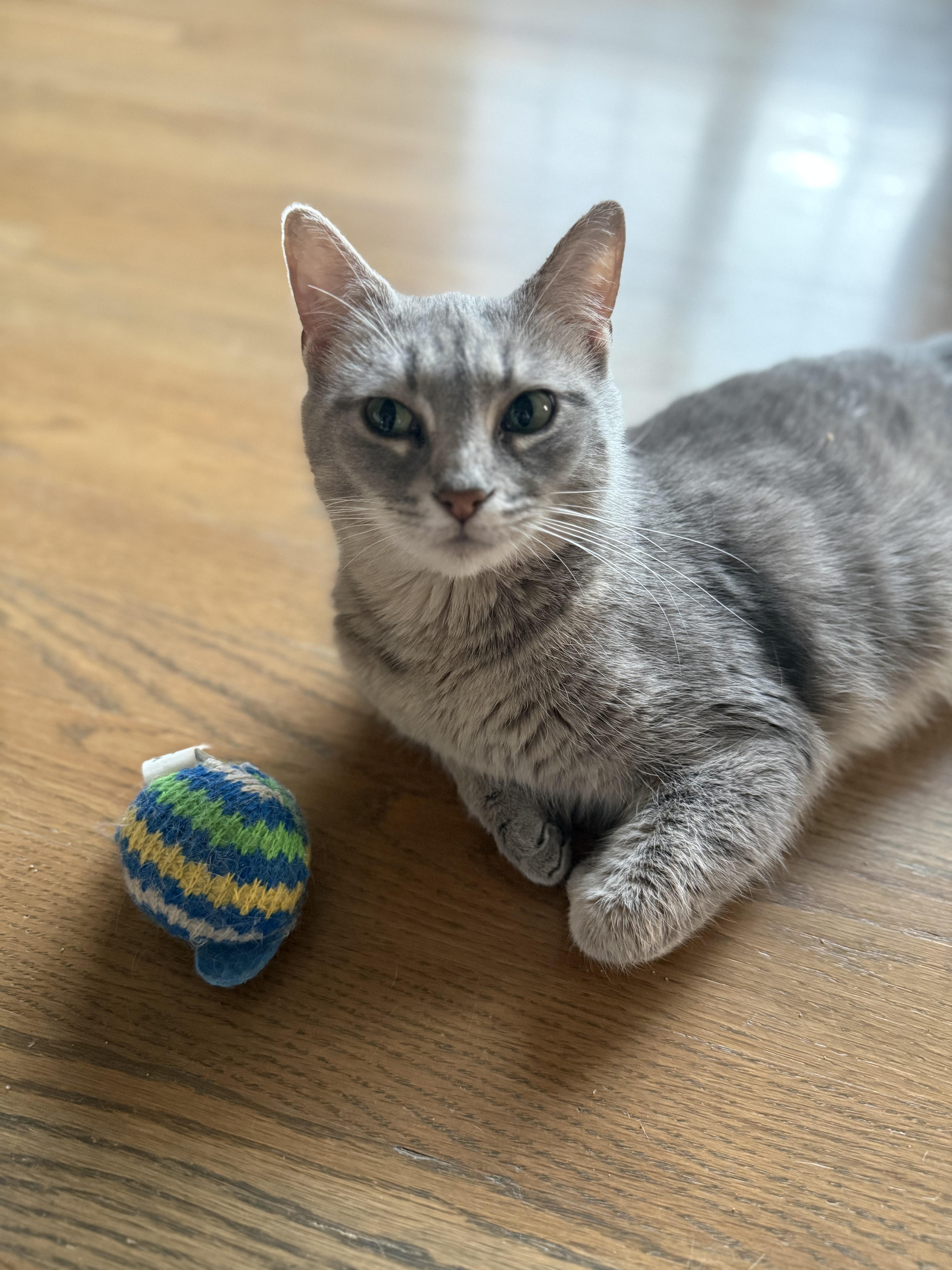 Mittens, a ADOPTABLE American Shorthair in Hickory, NC image 2/6