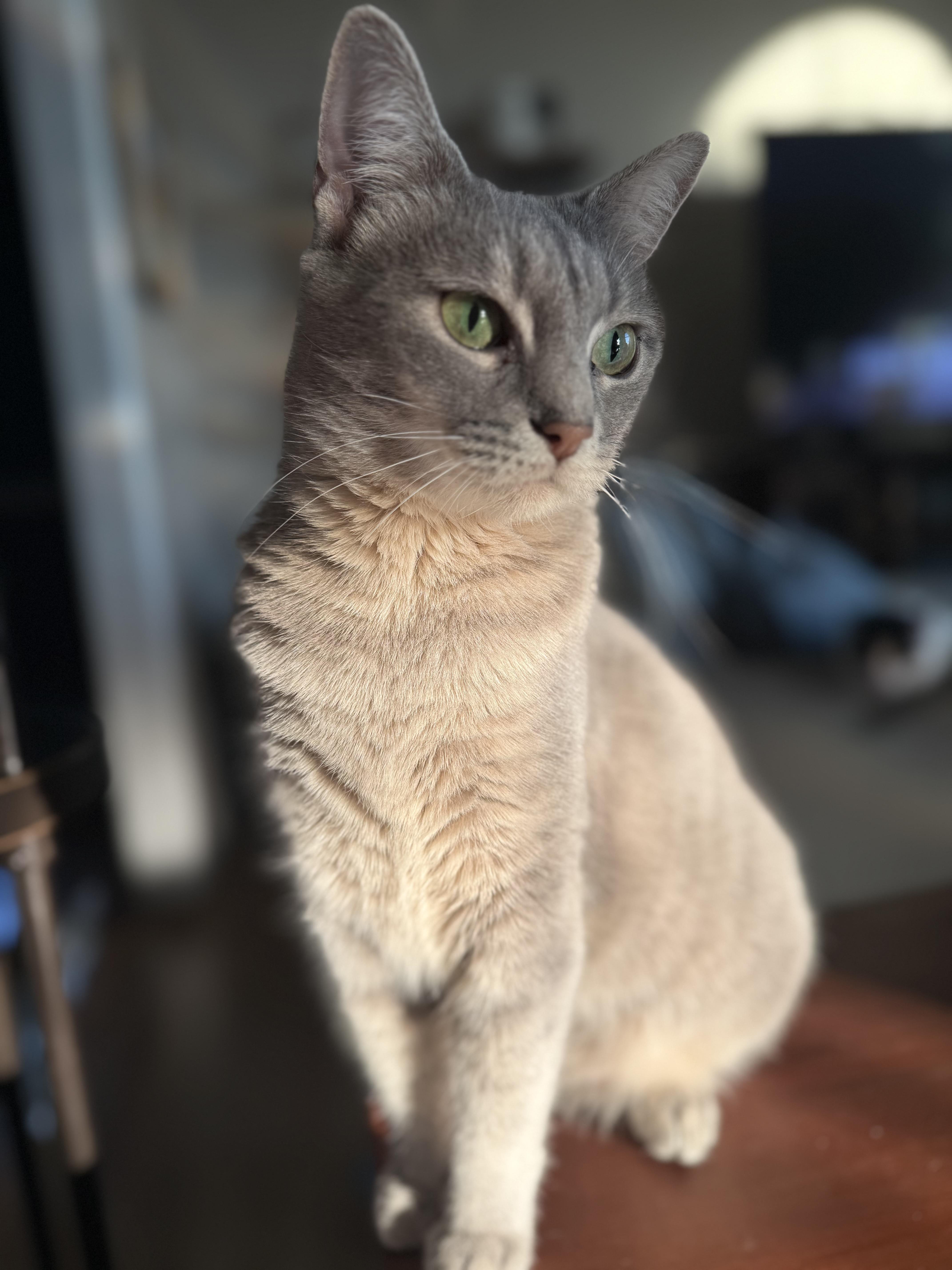 Mittens, ADOPTABLE, Adult Female American Shorthair.