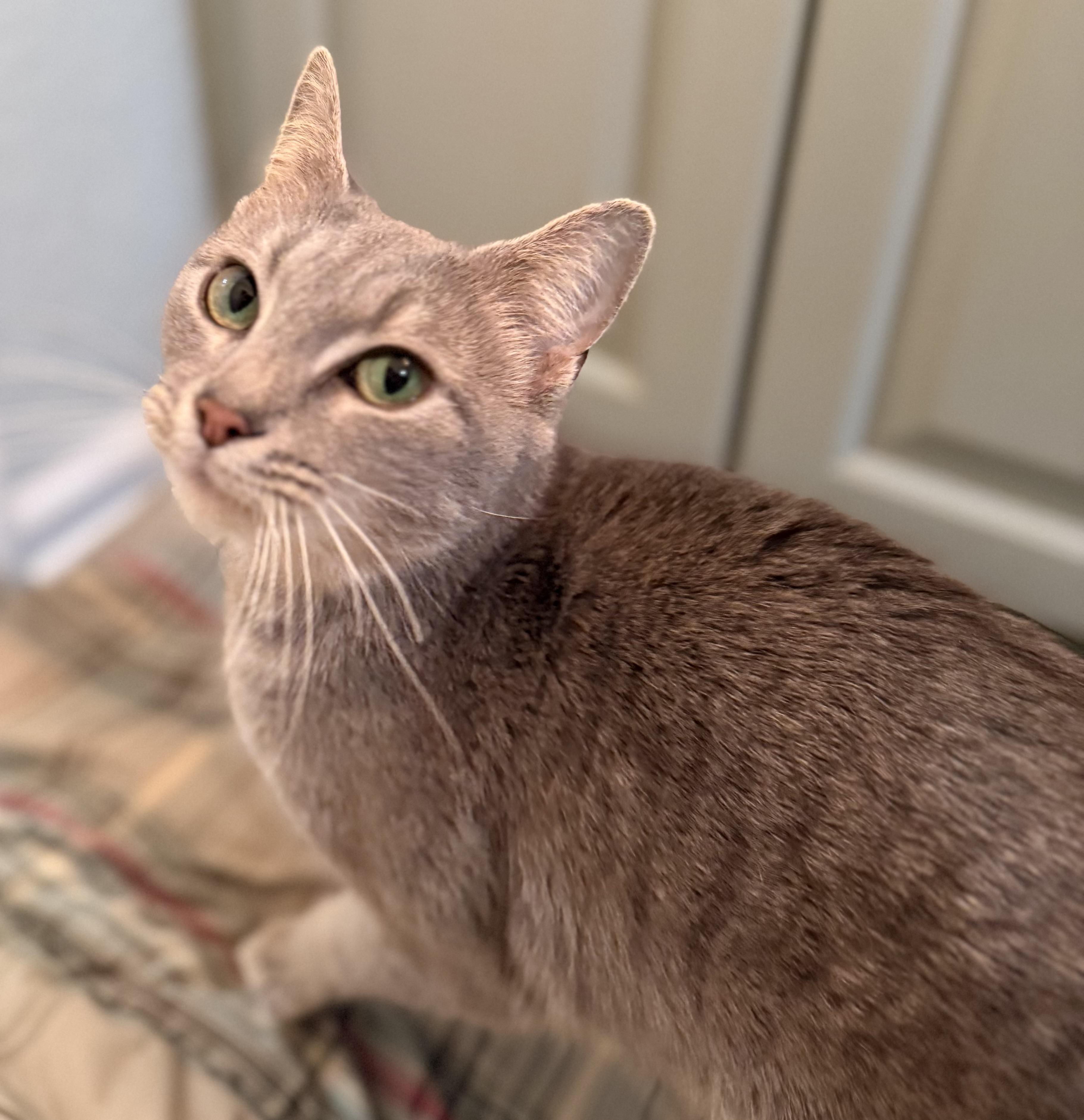 Enlarge Mittens, a ADOPTABLE American Shorthair in Hickory, NC image 2/4