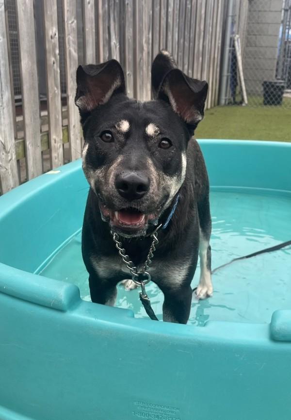 Lady, Adoptable, Young Female Border Collie & Rottweiler.