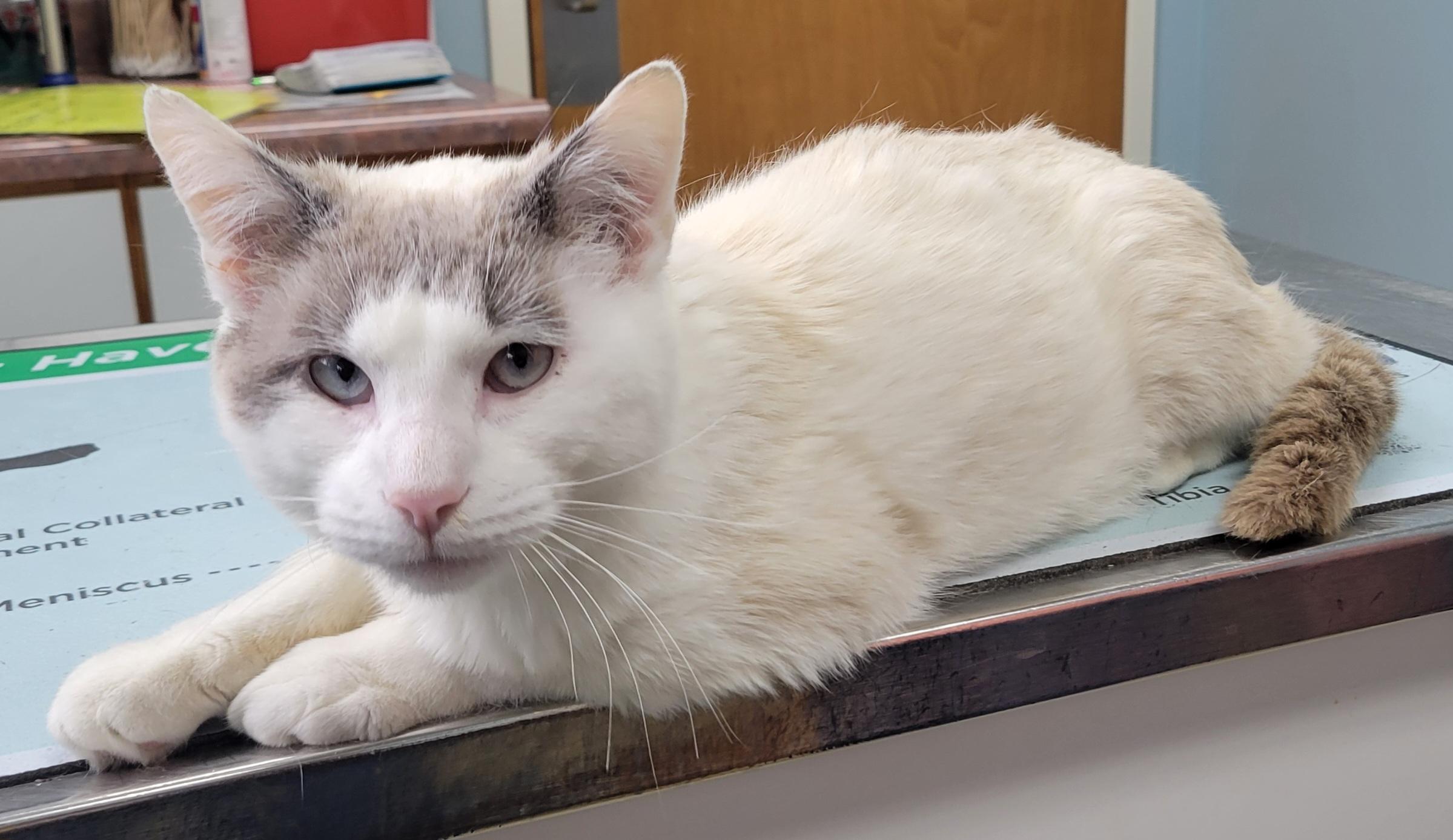 Ken, ADOPTABLE, Adult Male Siamese & Snowshoe.