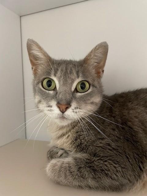 Charlotte-SPONSORED ADOPTION-FREE WITH APPROVED APPLICATION 1