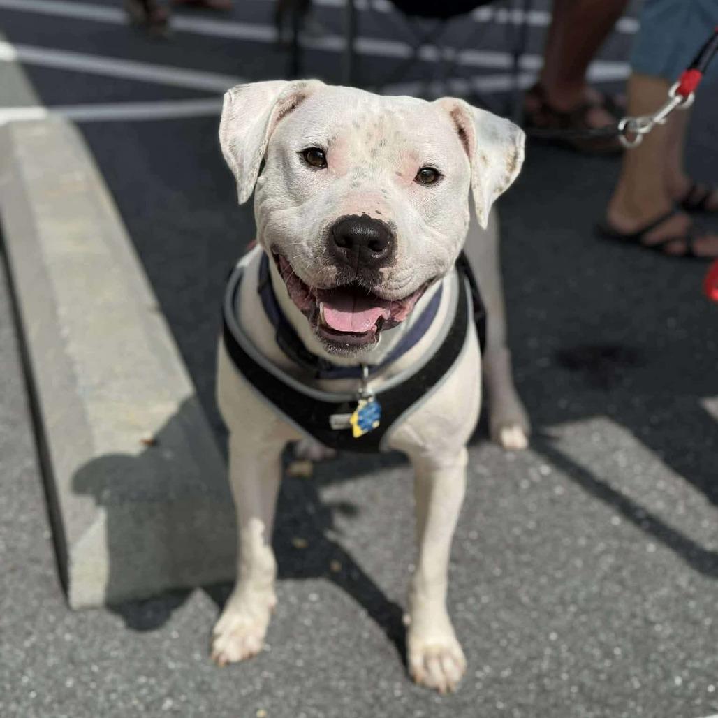 Enlarge Pan, a Adoptable mixed breed in Flintstone, MD image 1/6
