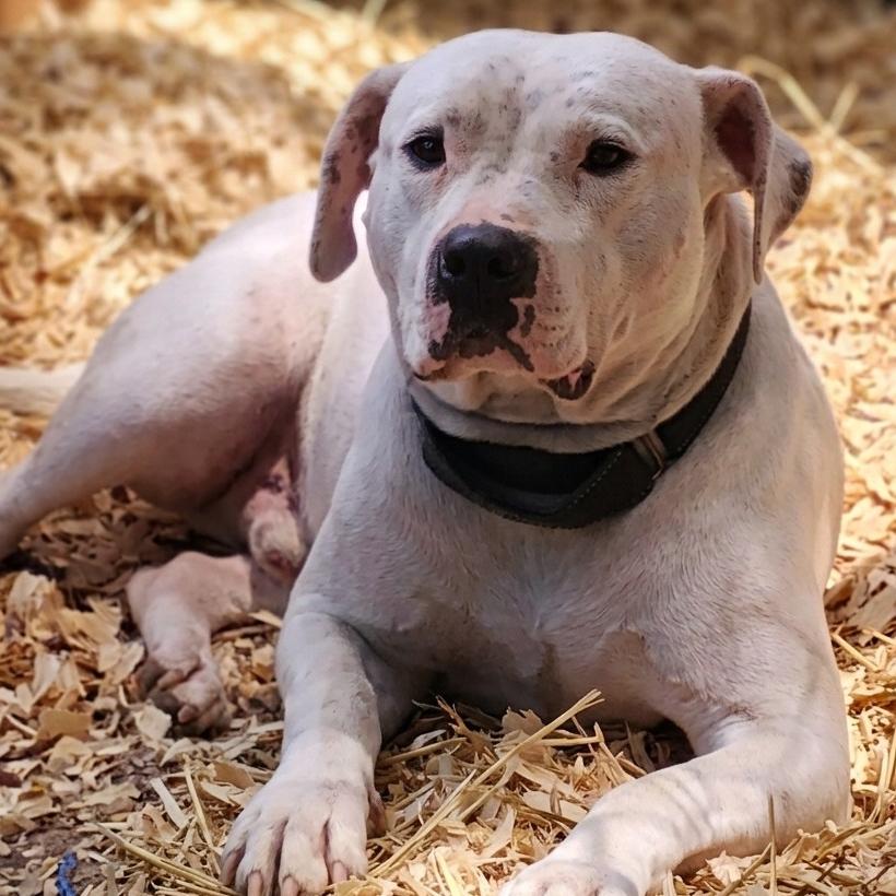 Enlarge Pan, a Adoptable mixed breed in Flintstone, MD image 2/6