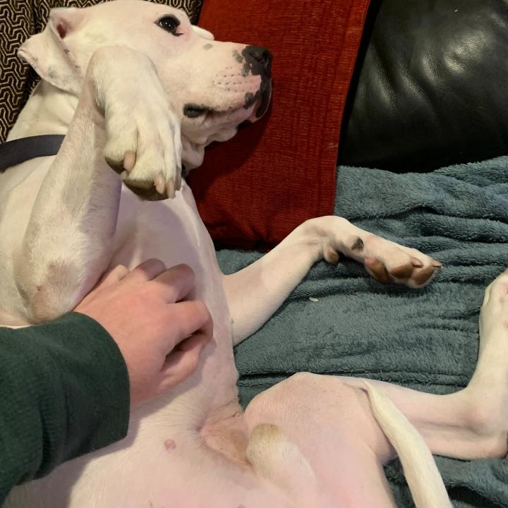 Enlarge Pan, a Adoptable mixed breed in Flintstone, MD image 2/6