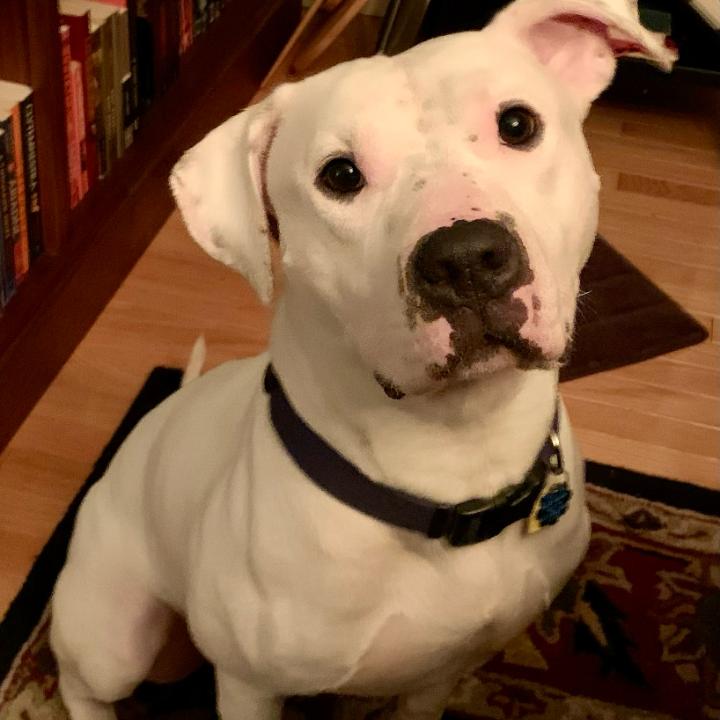 Pan (Japan), Adoptable, Adult Male Dogo Argentino & Pit Bull Terrier.