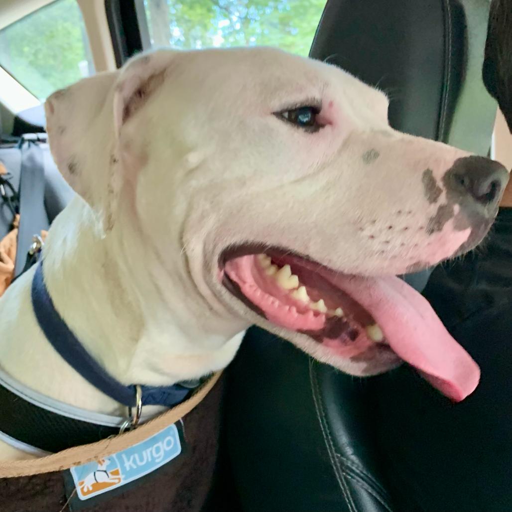 Enlarge Pan, a Adoptable mixed breed in Flintstone, MD image 4/6