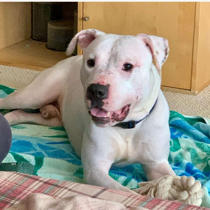 Enlarge Pan (Japan), a Adoptable mixed breed in Flintstone, MD image 3/6