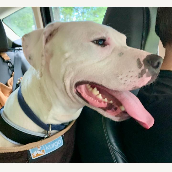 Enlarge Pan (Japan), a Adoptable mixed breed in Flintstone, MD image 4/6