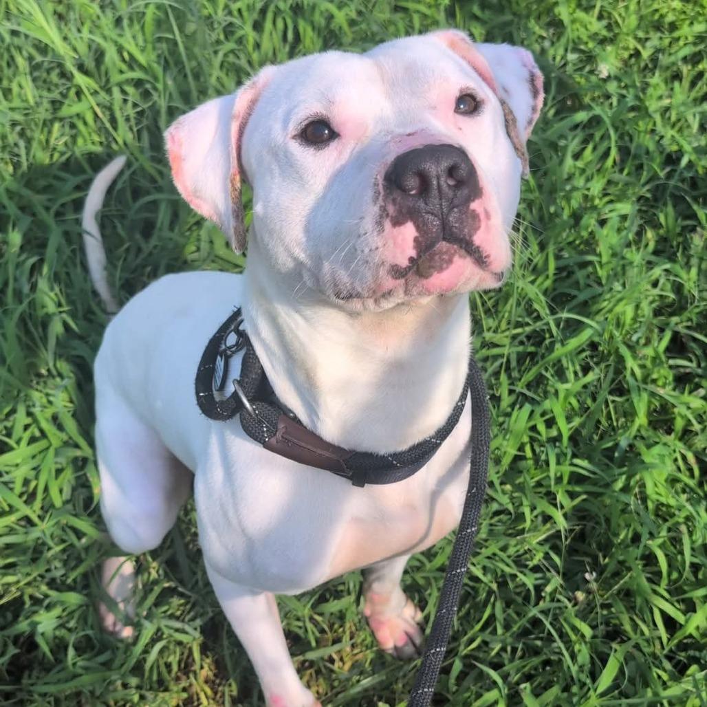 Enlarge Pan (Japan), a Adoptable mixed breed in Flintstone, MD image 5/6