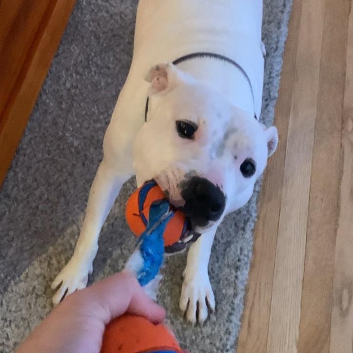 Enlarge Pan, a Adoptable mixed breed in Flintstone, MD image 5/6