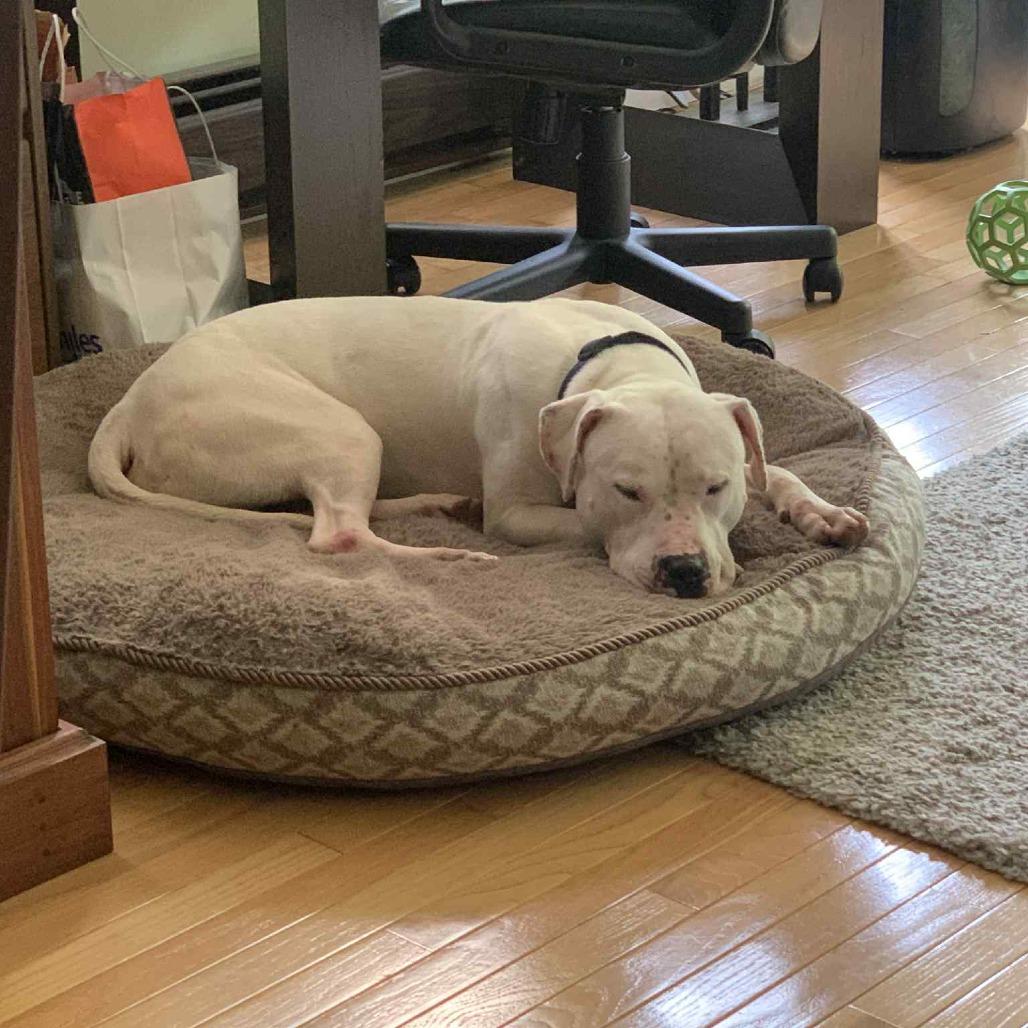 Enlarge Pan (Japan), a Adoptable mixed breed in Flintstone, MD image 6/6