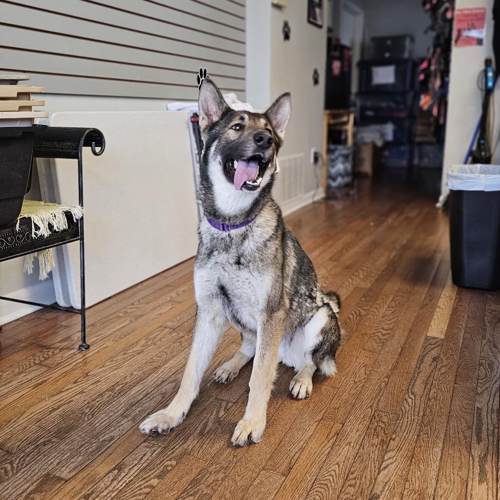 Origami 26-010 — thumbnail 2