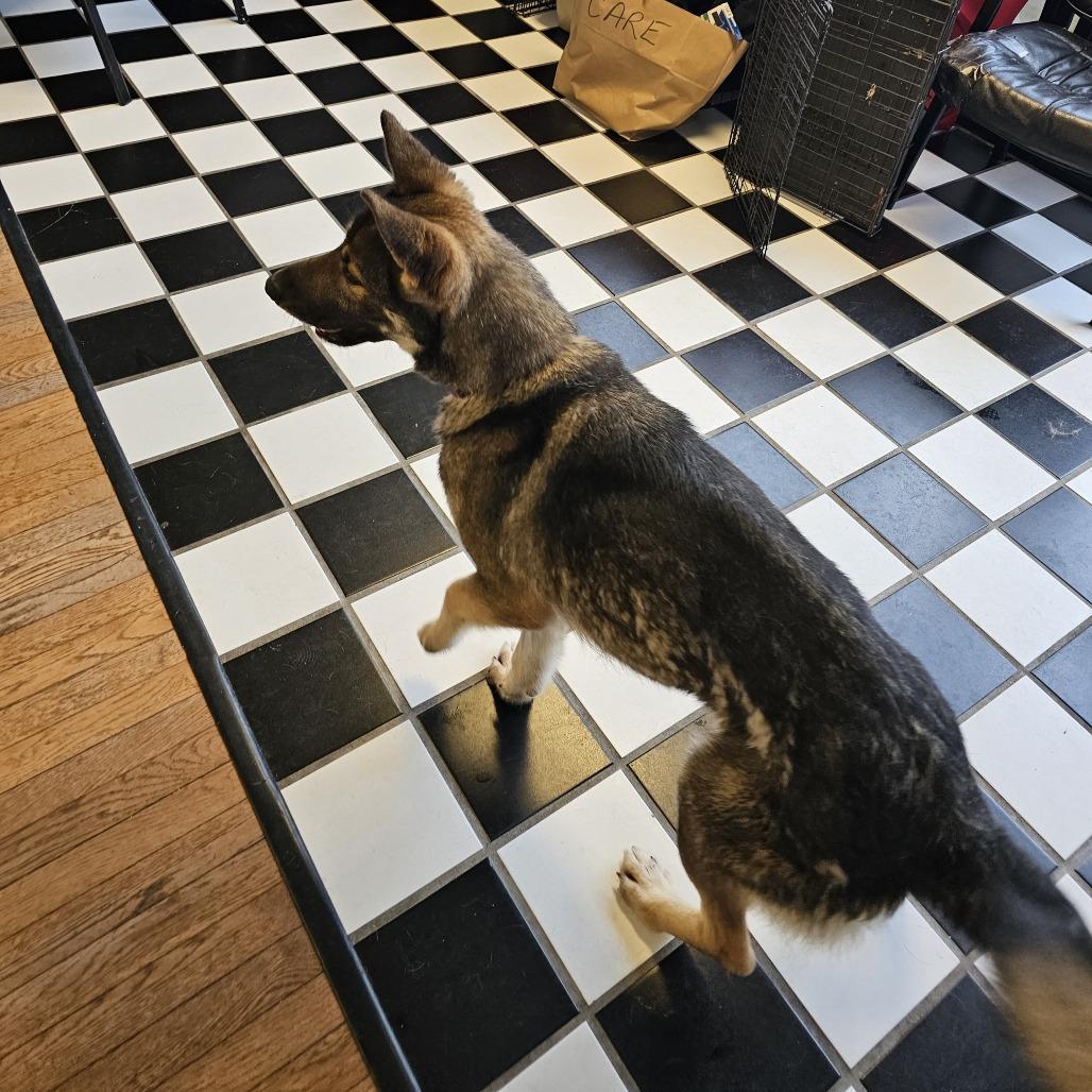 Origami 26-010 — thumbnail 3