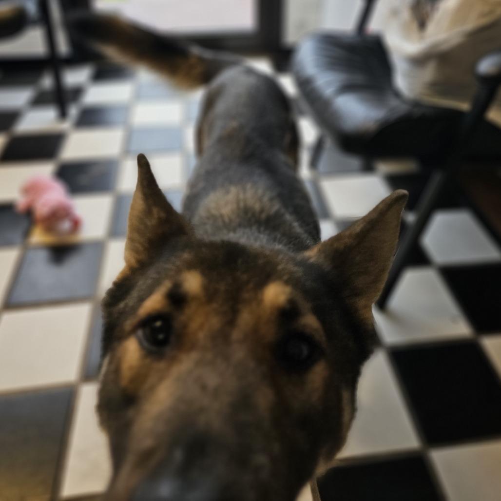 Origami 26-010 — thumbnail 4