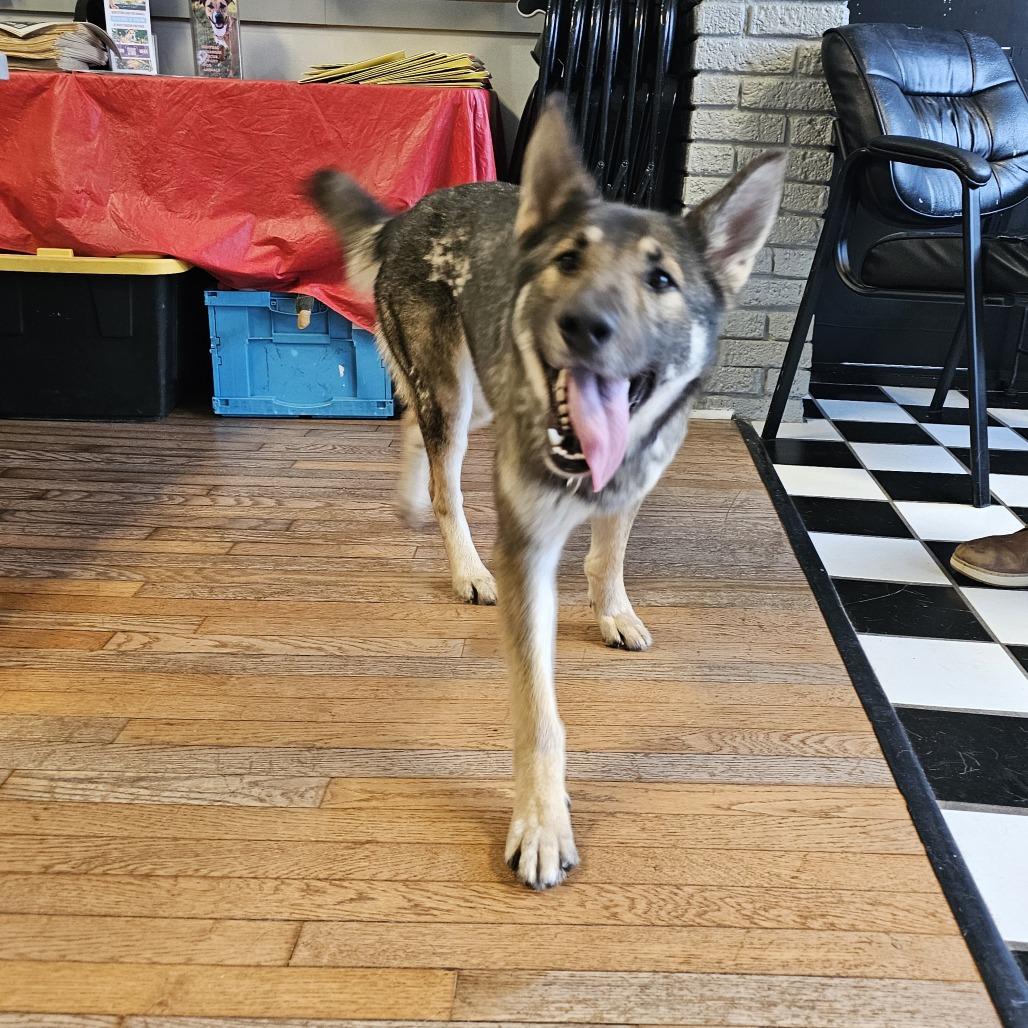 Origami 26-010 — thumbnail 6