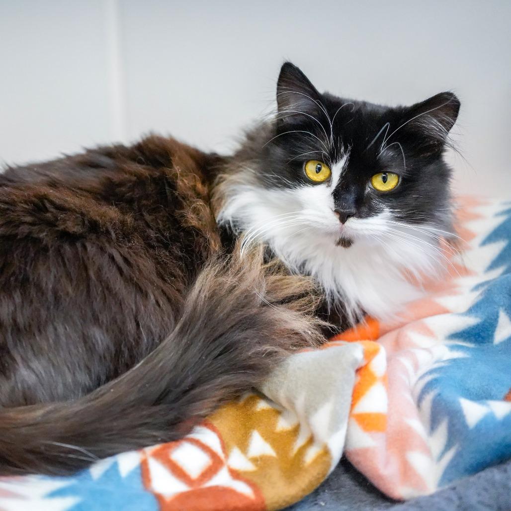 Enlarge Janet, a Adoptable Domestic Medium Hair in Thomaston, ME image 1/2