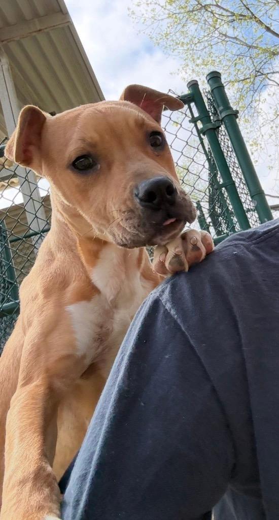 Enlarge Duncan, a Adoptable mixed breed in Little Rock, AR image 1/3