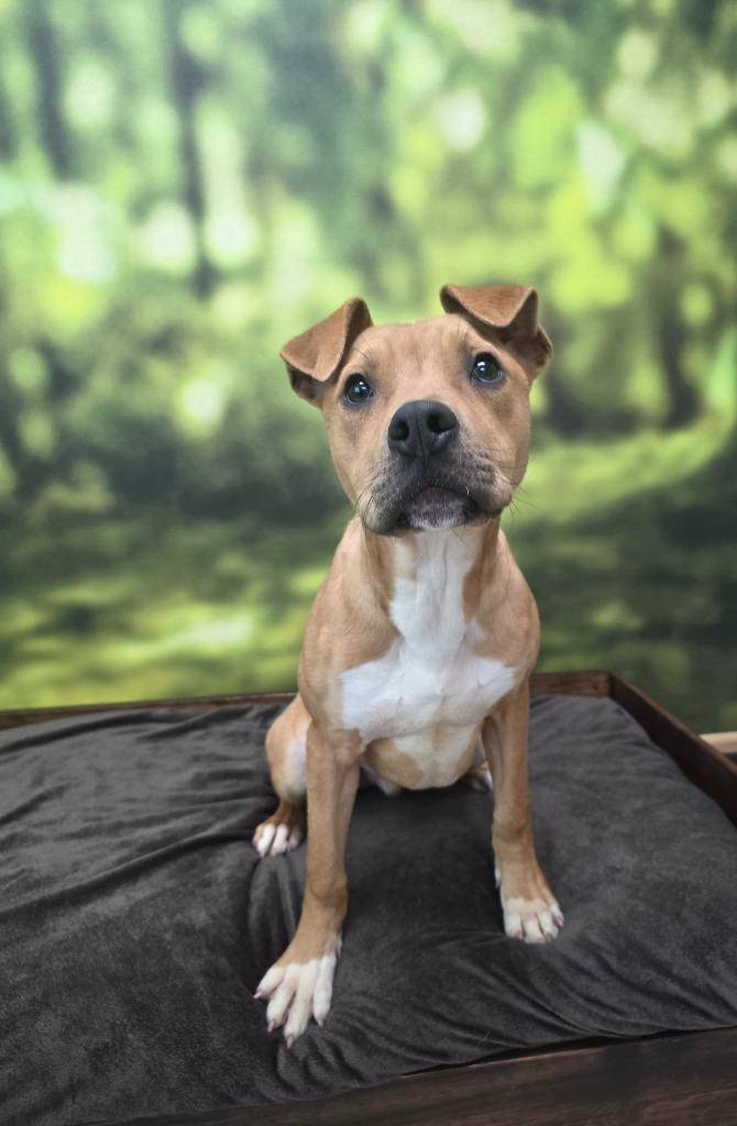 Enlarge Duncan, a Adoptable mixed breed in Little Rock, AR image 2/3