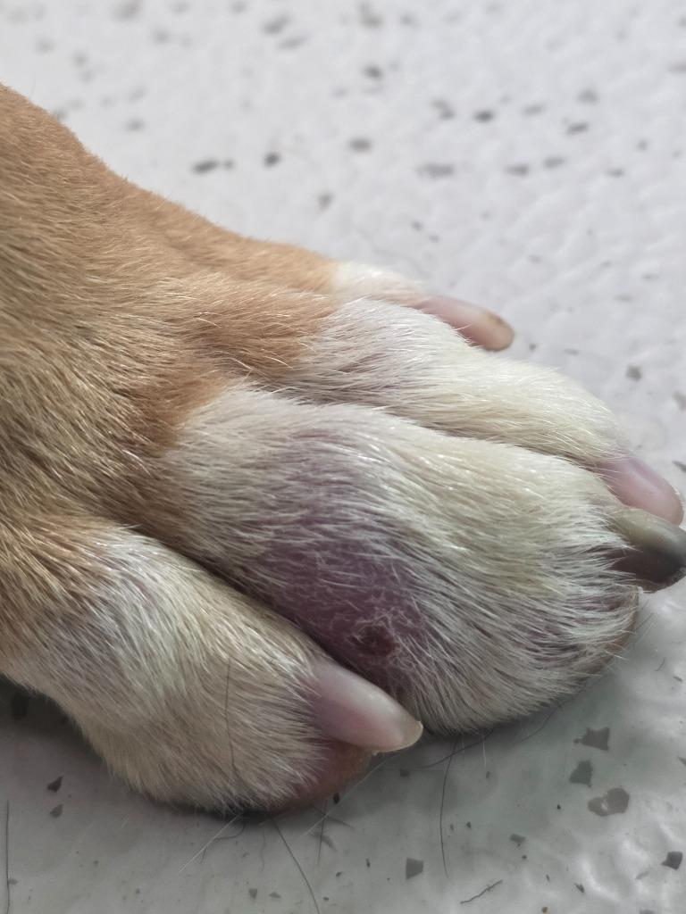 Enlarge Duncan, a Adoptable mixed breed in Little Rock, AR image 3/3