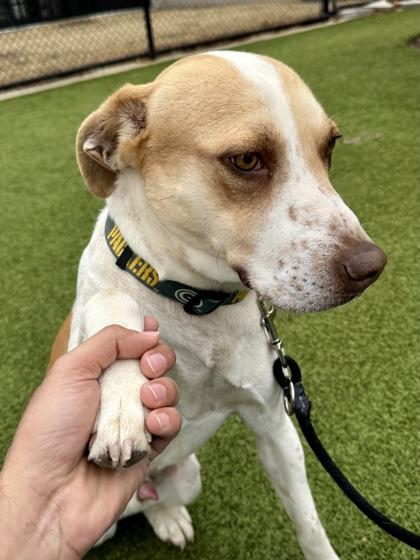 Giraffe, Adoptable, Young Male Mixed Breed & Mixed Breed.