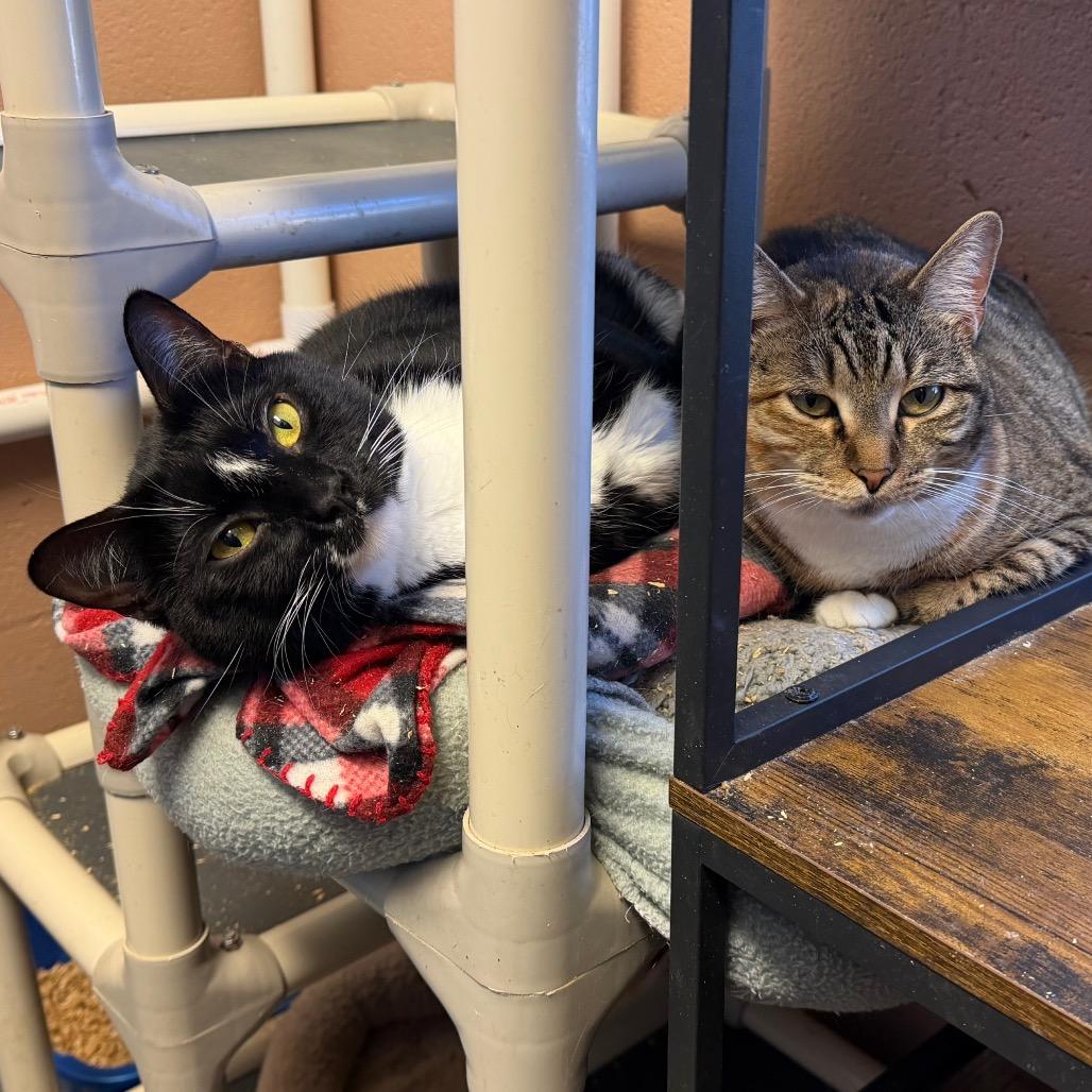 Peekachoo, Adoptable, Adult Male Domestic Short Hair.