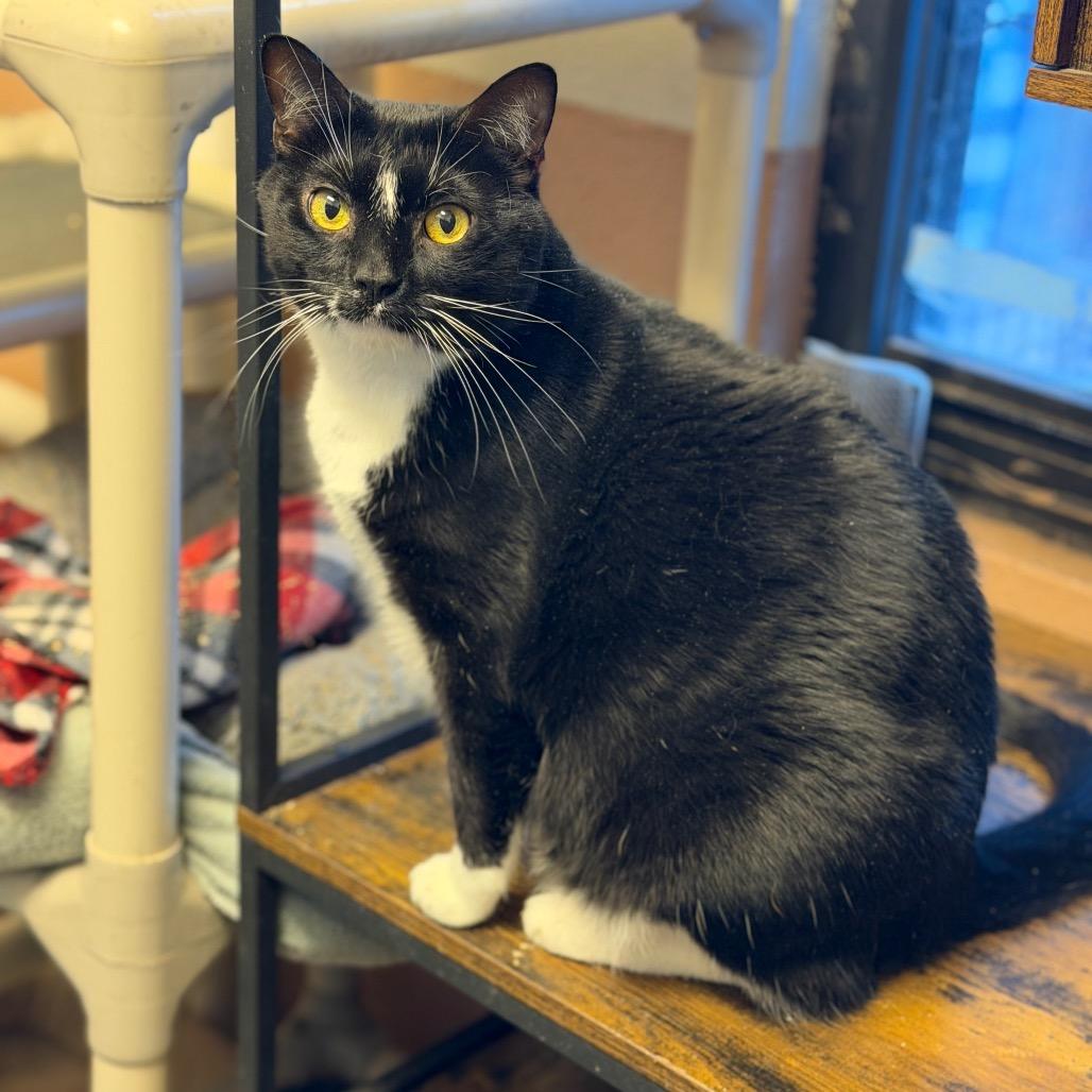 Peekachoo, a Adoptable Domestic Short Hair in Sand Springs, OK image 2/4