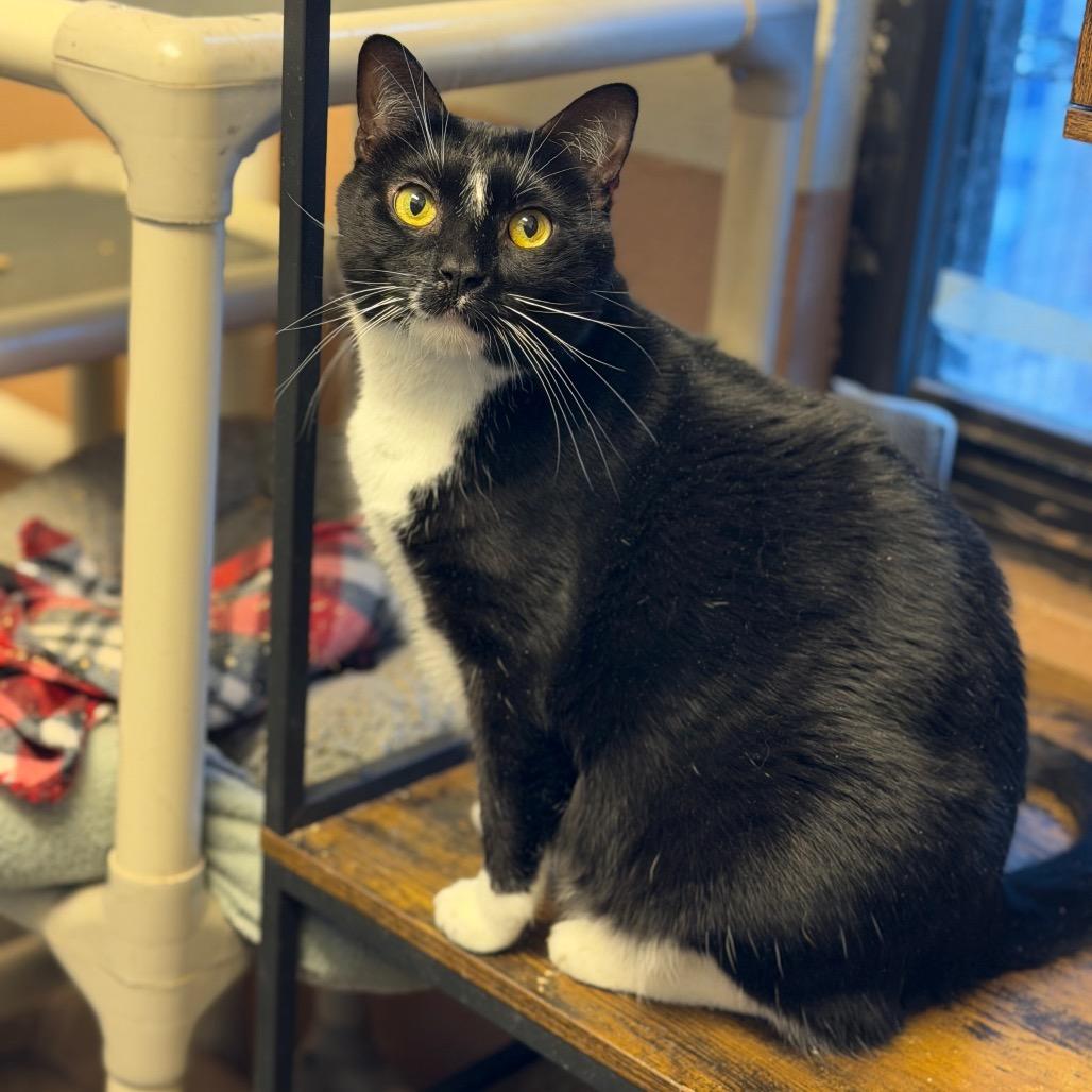 Peekachoo, a Adoptable Domestic Short Hair in Sand Springs, OK image 3/4