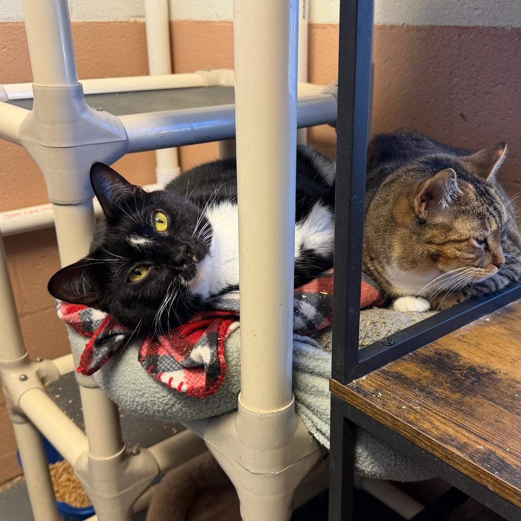 Peekachoo, a Adoptable Domestic Short Hair in Sand Springs, OK image 4/4