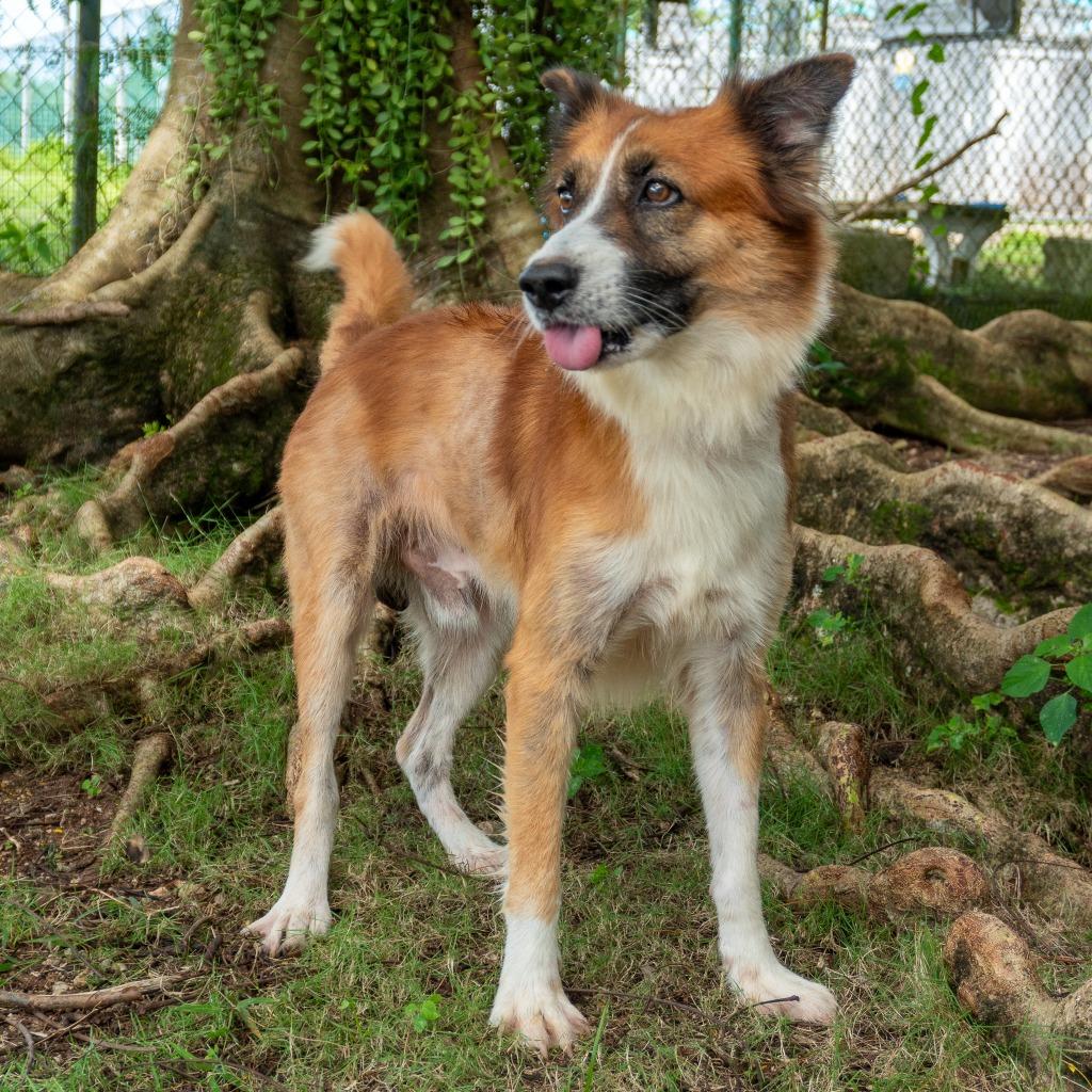 Yuki, Adoptable, Adult Male Shepherd & Affenpinscher.