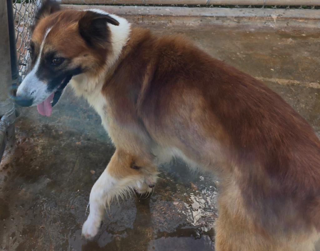 Enlarge Yuki, a Adoptable mixed breed in Mangilao, GU image 2/2