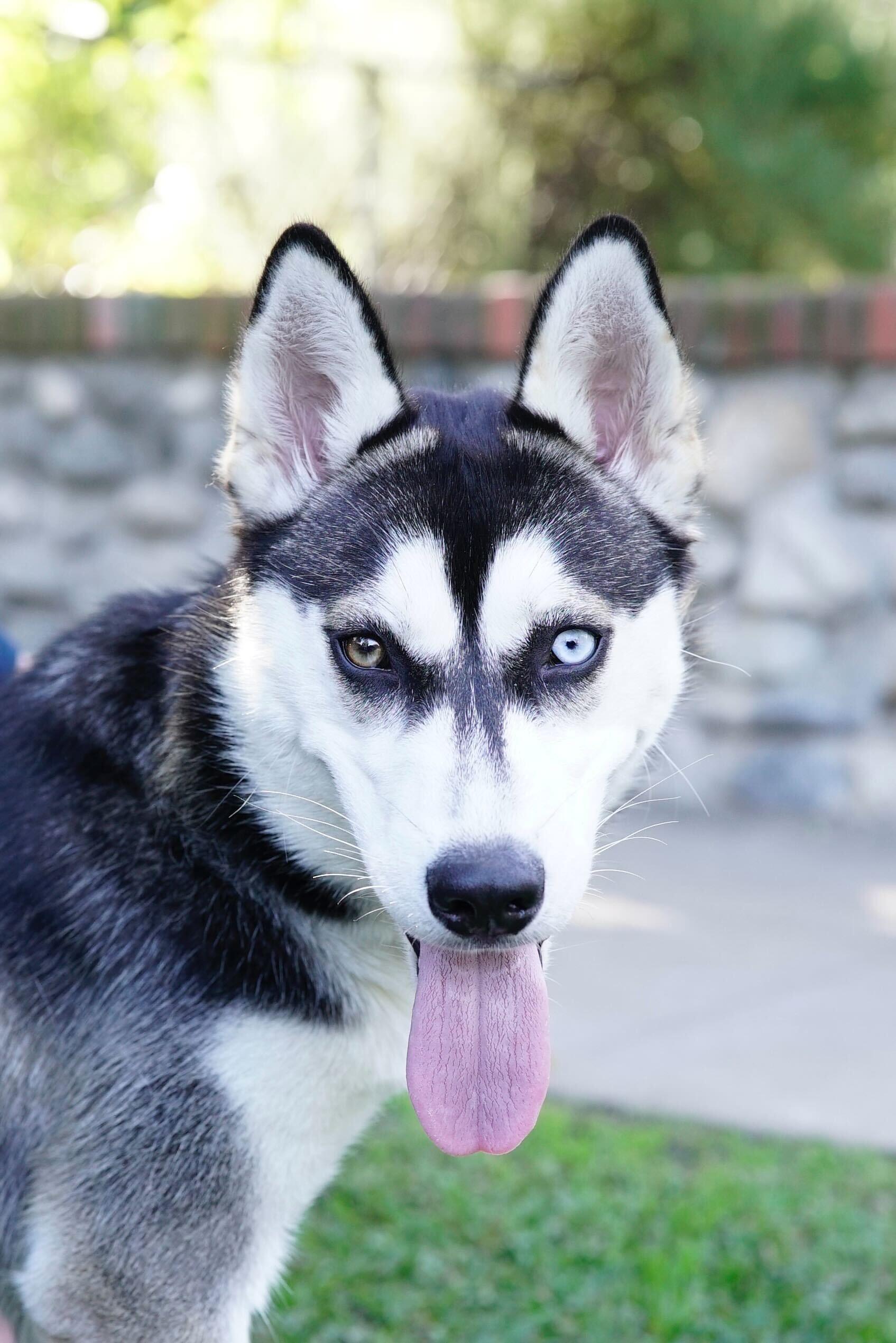Chessy, a ADOPTABLE Husky in Pasadena, CA image 1/6