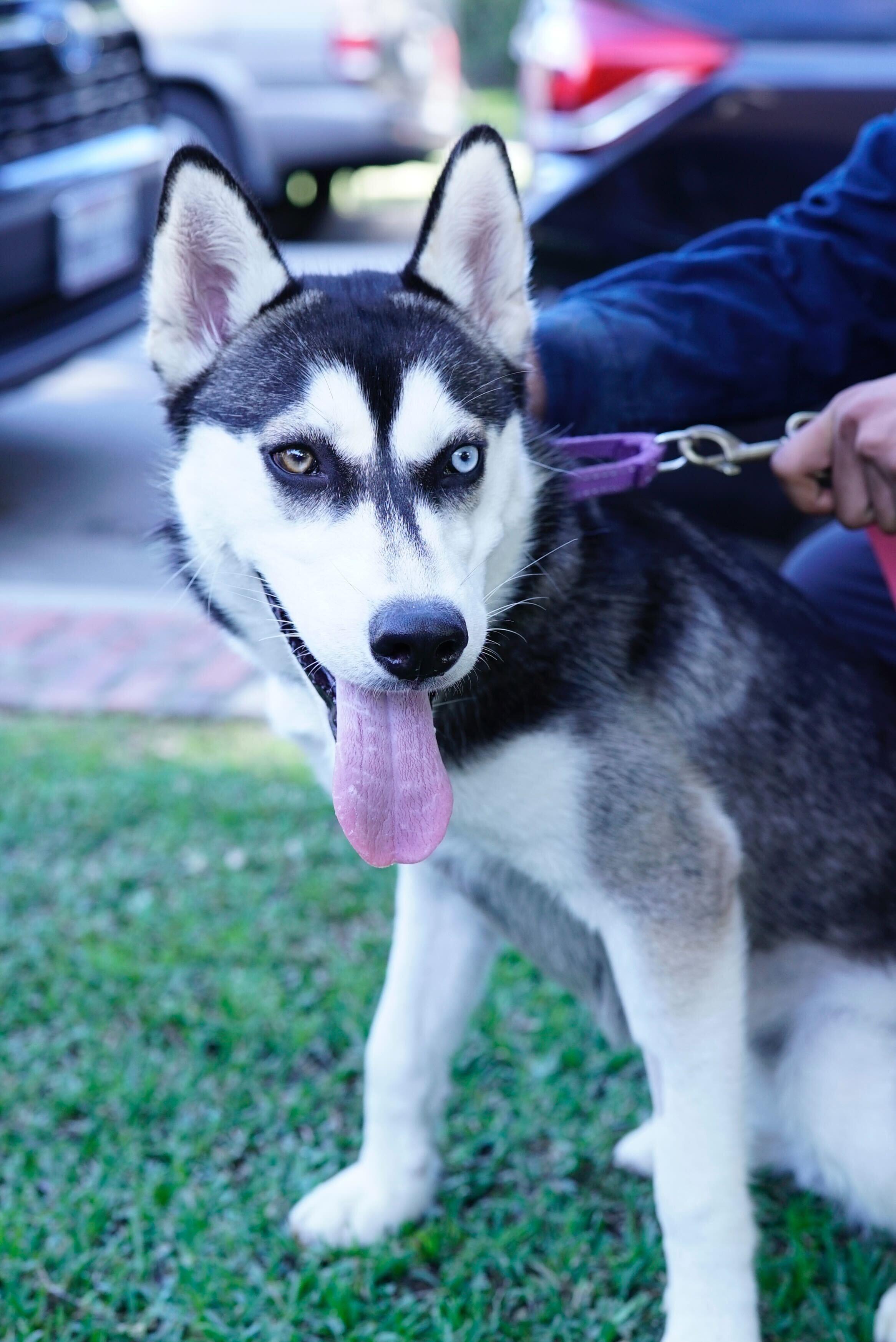 Chessy, a ADOPTABLE Husky in Pasadena, CA image 3/6