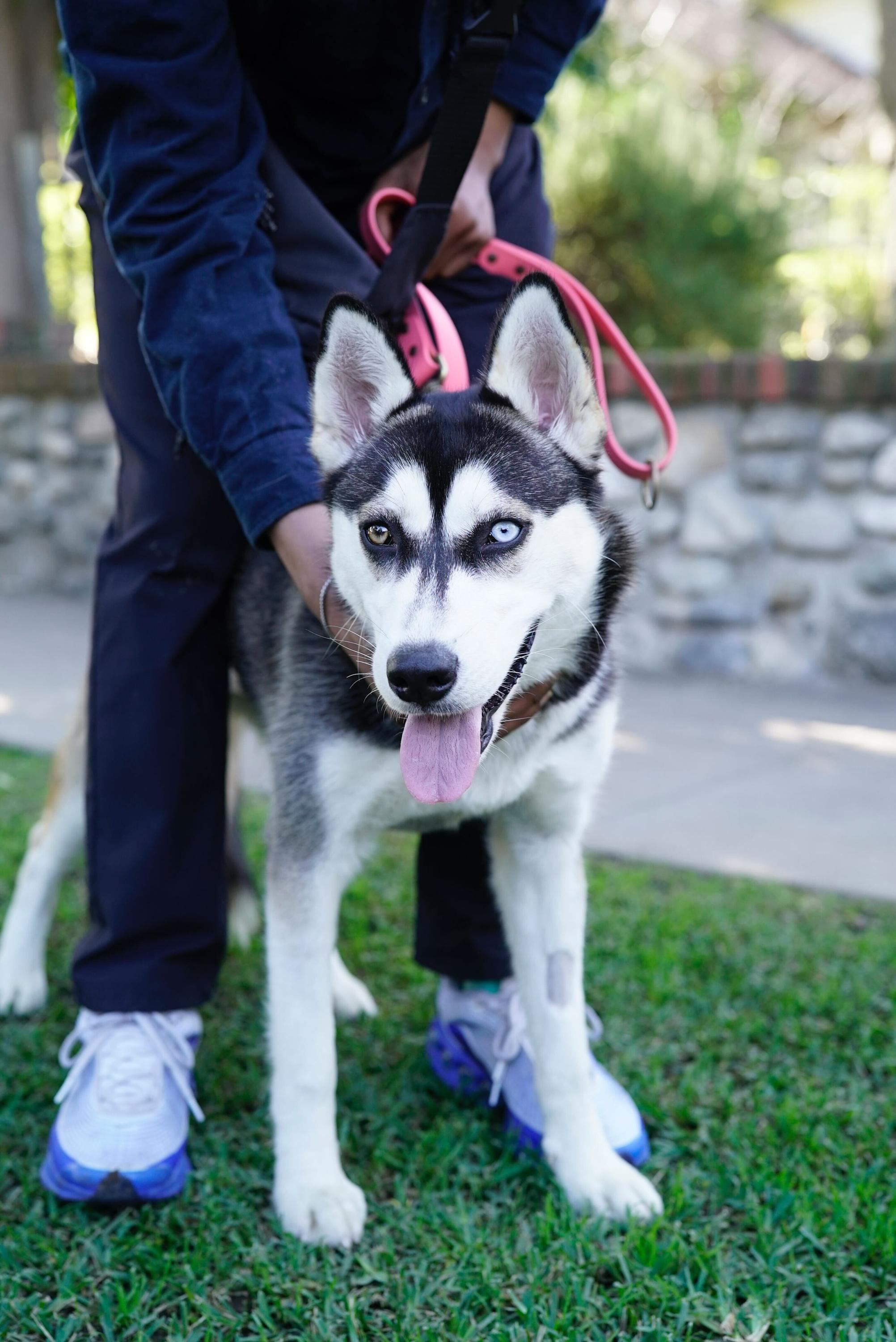Chessy, a ADOPTABLE Husky in Pasadena, CA image 6/6