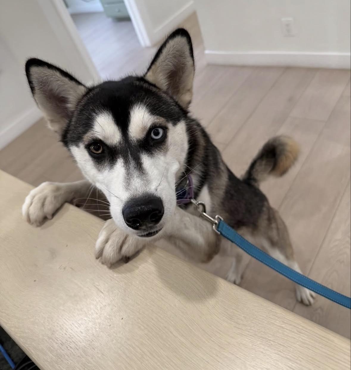 Chessy, a ADOPTABLE Husky in Pasadena, CA image 5/6