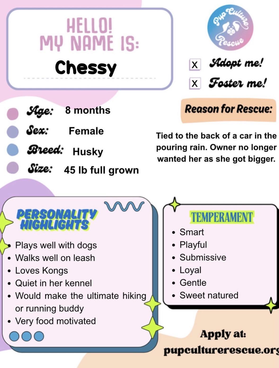 Chessy, a ADOPTABLE Husky in Pasadena, CA image 2/6