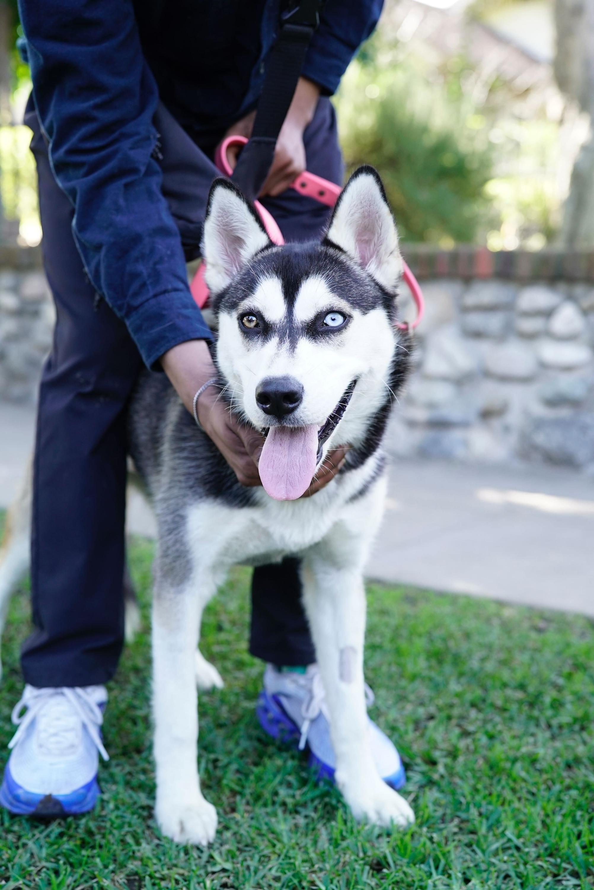 Chessy, a ADOPTABLE Husky in Pasadena, CA image 4/6