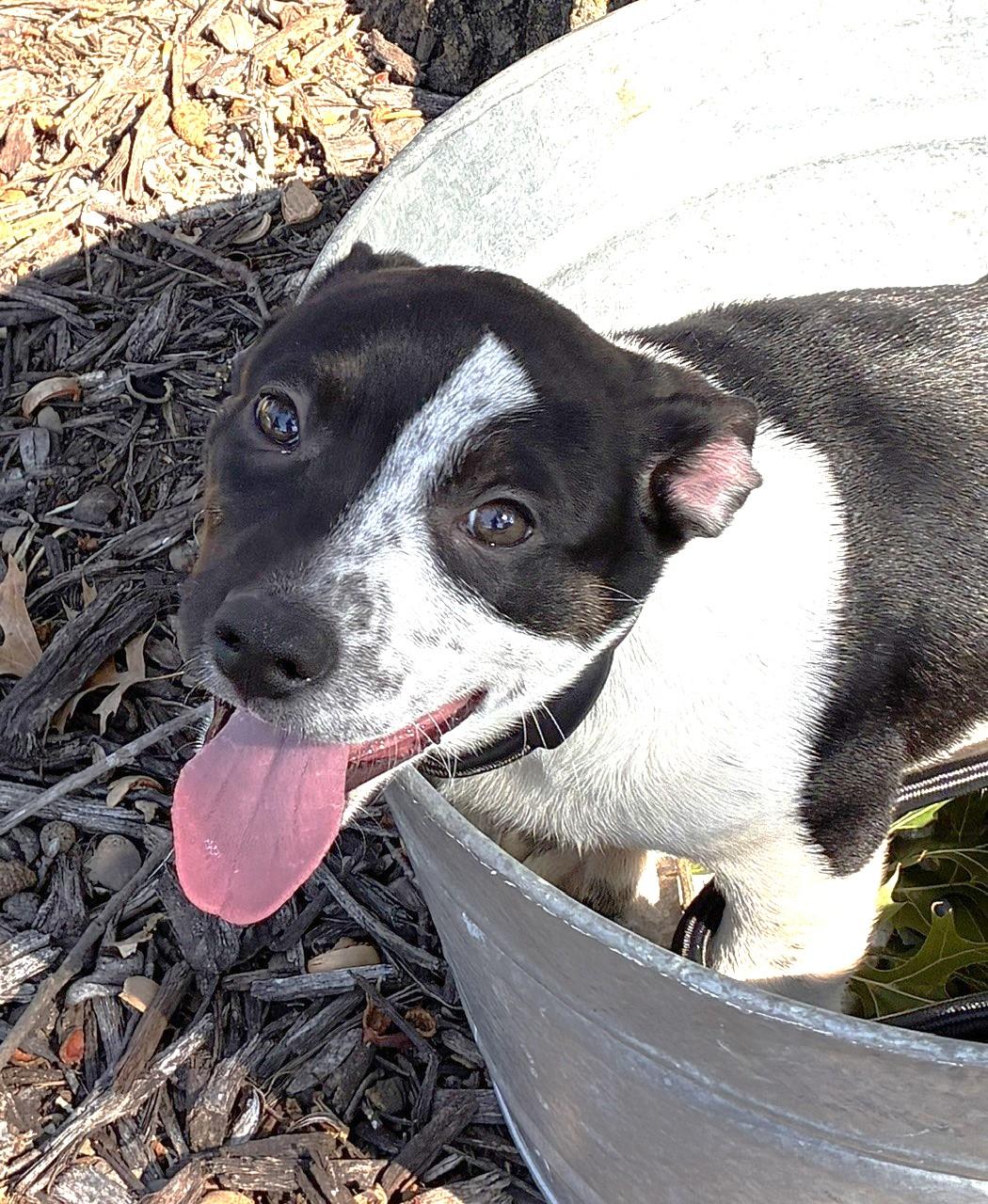 Enlarge FRANK, a Adoptable mixed breed in fort worth, TX image 5/6